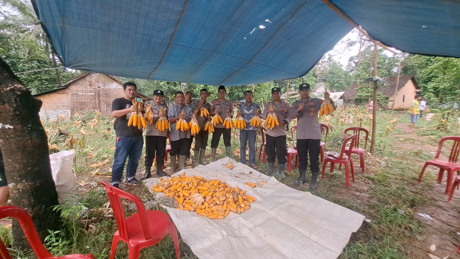 POLSEK SUMUR PANEN JAGUNG BERSAMA PETANI
